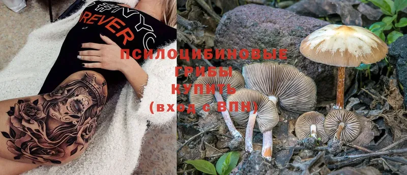 Галлюциногенные грибы Psilocybe  Нижнеудинск 